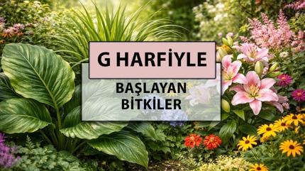 G harfi ile ba�layan bitkiler: G harfiyle ba�layan bitki adlar� nelerdir?