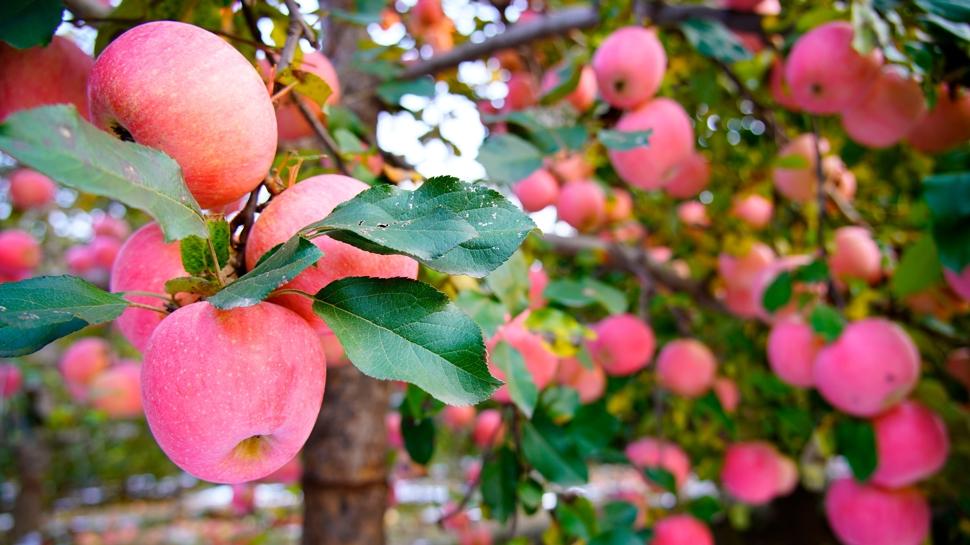 Doktor y�z� g�rmemek i�in g�nde 1 tane...