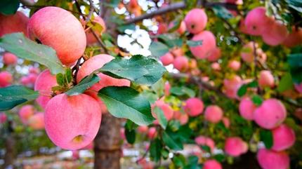 Doktor y�z� g�rmemek i�in g�nde 1 tane...