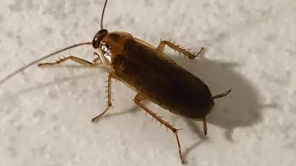 Evde hamam b�cekleri varsa bak�n! Bunu bir an �nce evden uzakla�t�r�n...