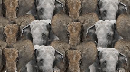 Zeka testi: Fillerin i�indeki sakl� kurt nerede? 562 ki�iden 12'si 7 saniyede ba�ar�l� oldu