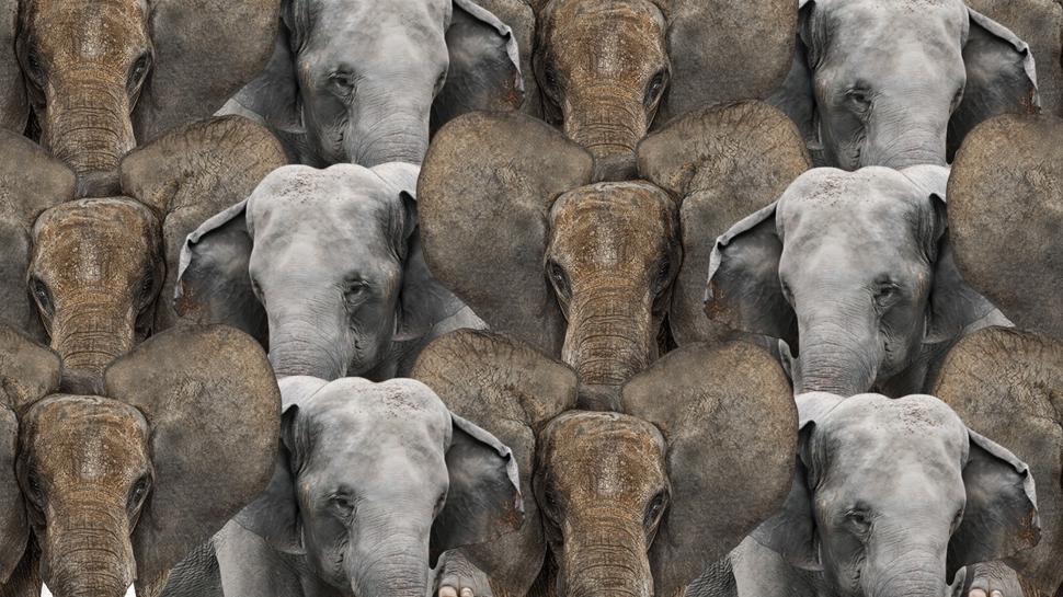 Zeka testi: Fillerin içindeki saklı kurt nerede? 562 kişiden 12'si 7 saniyede başarılı oldu