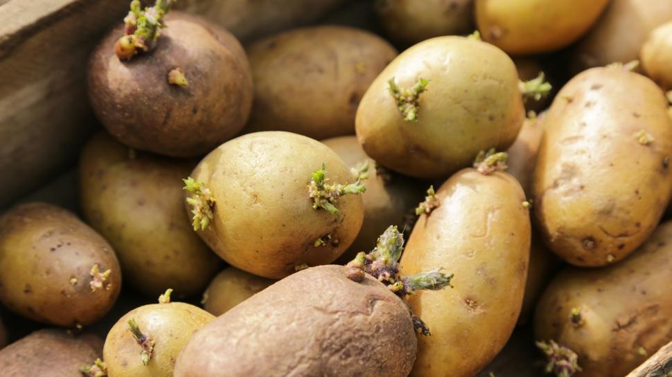 12 ay taze kal�yor: Patatesleri filizlenmeden saklamak m�mk�n