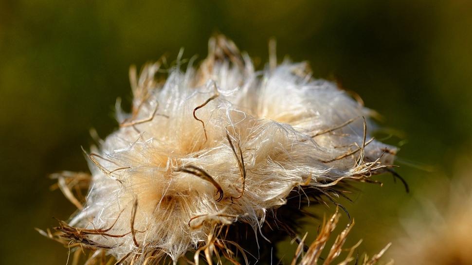 Karaciğerden sorumlu bitki: Gençleştiriyor, güzelleştiriyor