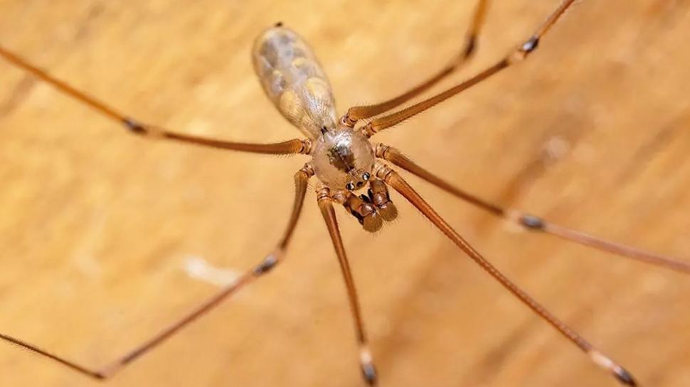 Örümcek eve neden gelir? Buna dikkat edilirse...