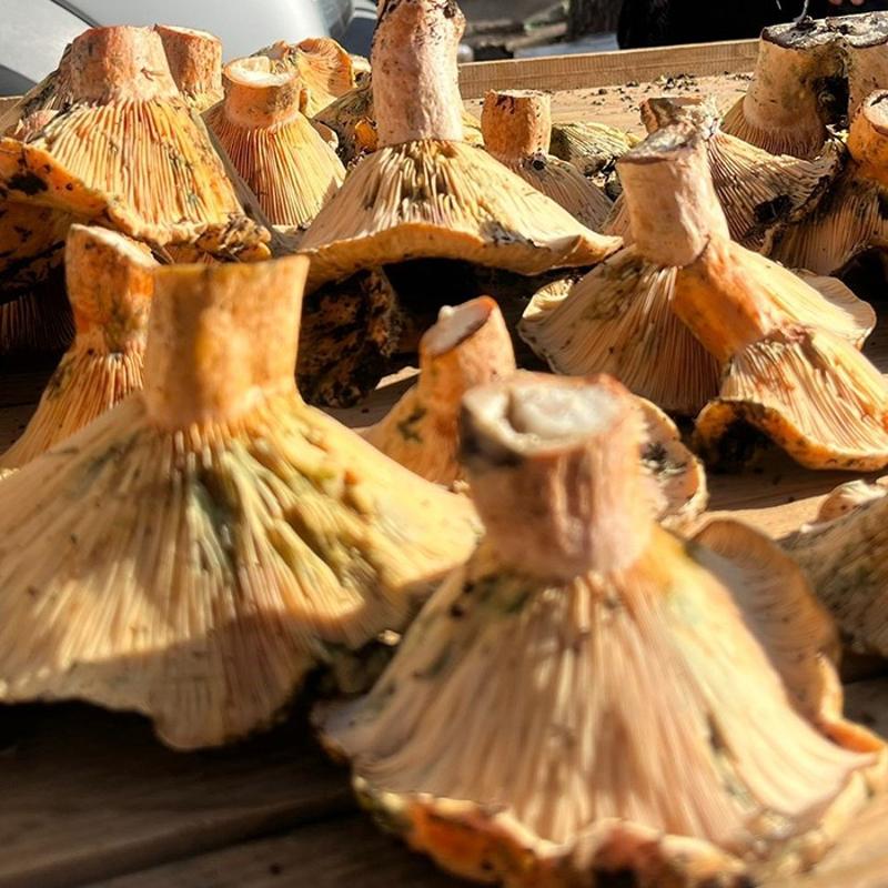 T�keten tad�n� k�rm�z� etle kar��t�r�yor, 100 kat fazla protein i�eriyor: Ba��rsaklar� tertemiz yap�yor