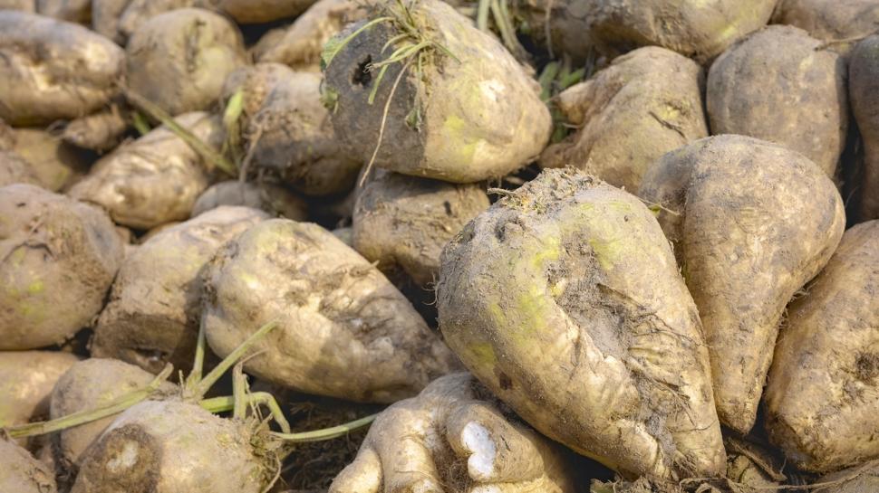 Şeker pancarının faydaları neler, şeker pancarından ne yapılır?