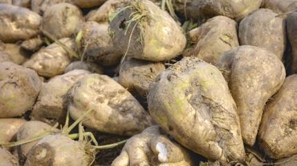 �eker pancar�n�n faydalar� neler, �eker pancar�ndan ne yap�l�r?