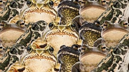 Zeka testi: Kurba�alar�n i�indeki kaplumba�a nerede? 550 ki�iden 17'si ba�ar�l� oldu