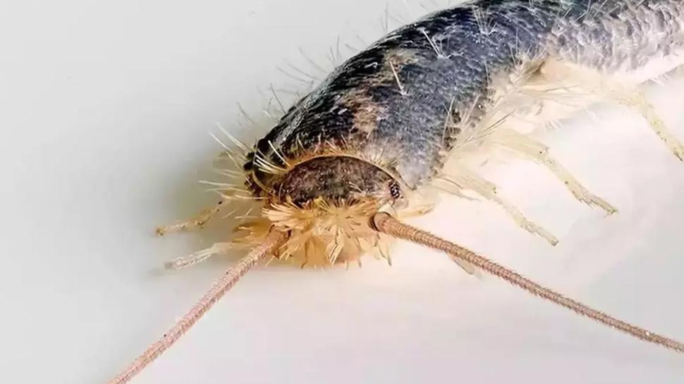 Evde banyo böcekleri varsa bakın! İşte geliş sebepleri