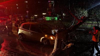 Edirne'de korkutan kaza... Seyir halindeki arac�n �zerine a�a� devrildi