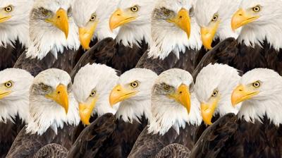 Zeka testi: Kartallar�n i�indeki yavru aslan nerede? 810 ki�iden 17'si ba�ar�l� oldu