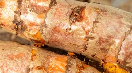 K���n yard�mc� besinleri: Ba����kl��� aya�a kald�r�yor