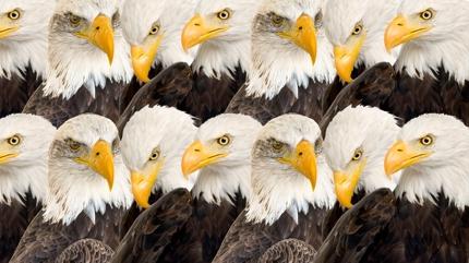 Zeka testi: Kartallar�n i�indeki yavru aslan nerede? 810 ki�iden 17'si ba�ar�l� oldu