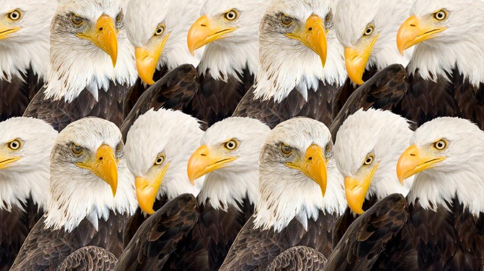 Zeka testi: Kartalların içindeki yavru aslan nerede? 810 kişiden 17'si başarılı oldu