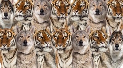 Zeka testi: Kaplan ve kurtlar�n i�indeki yavru kedi nerede? 915 ki�iden 18'i 9 saniyede buldu