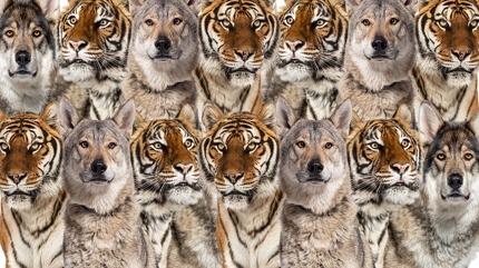 Zeka testi: Kaplan ve kurtlar�n i�indeki yavru kedi nerede? 915 ki�iden 18'i 9 saniyede buldu