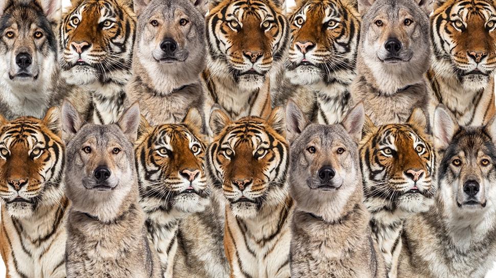 Zeka testi: Kaplan ve kurtların içindeki yavru kedi nerede? 915 kişiden 18'i 9 saniyede buldu