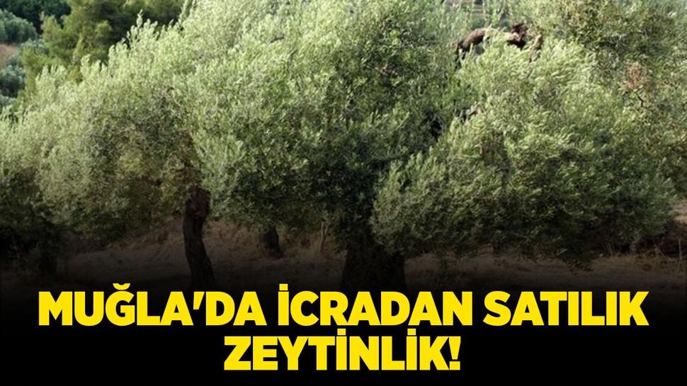 Muğla Milas'ta icradan satılık zeytinlik!