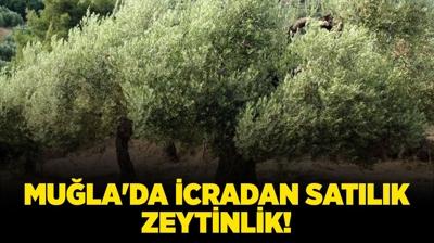 Mu�la Milas'ta icradan sat�l�k zeytinlik!