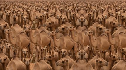 G�rsel zek� testi: Milyonlarca deve aras�na gizlenen 3. kediyi 5 saniyede bulabilir misin?