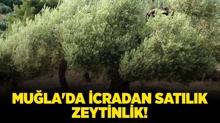 Mu�la Milas'ta icradan sat�l�k zeytinlik!