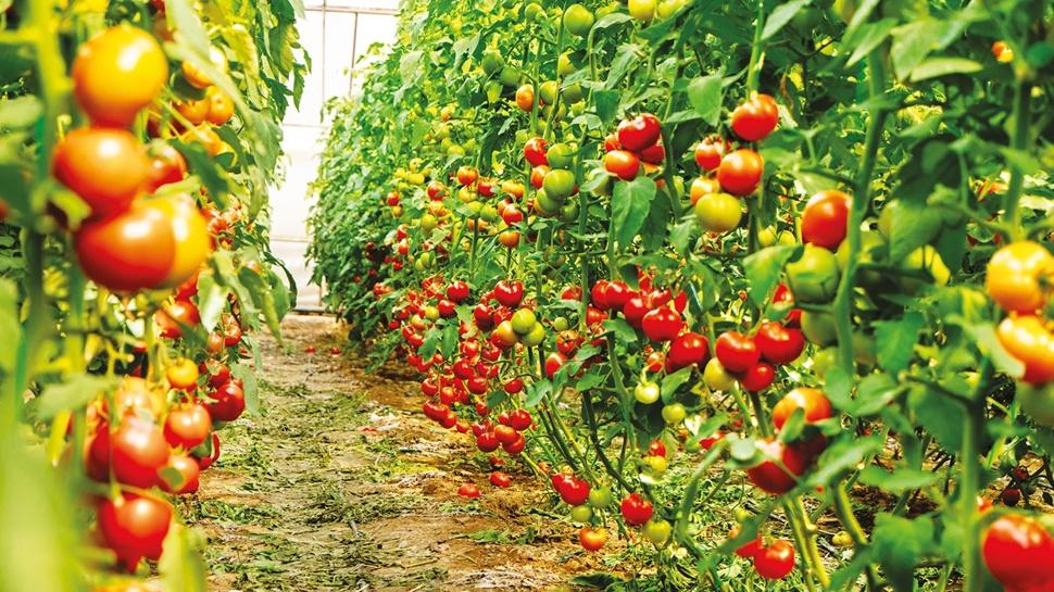 1 milyon metrekarede jeotermal tarım projesi