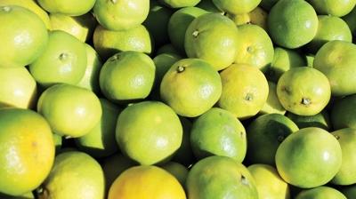 Mandalina ihracat�nda ekim bereketi