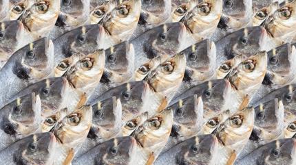 Zeka testi: �ok bal�k var! Gizli kedi nerede? 650 ki�iden 12'si 7 saniyede buldu