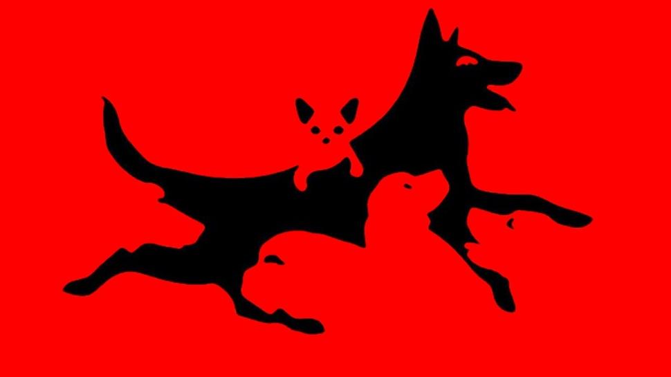 Zeka testi: Resimde kaç köpek var? Cevap, zihinsel yaşınızı ortaya koyuyor!
