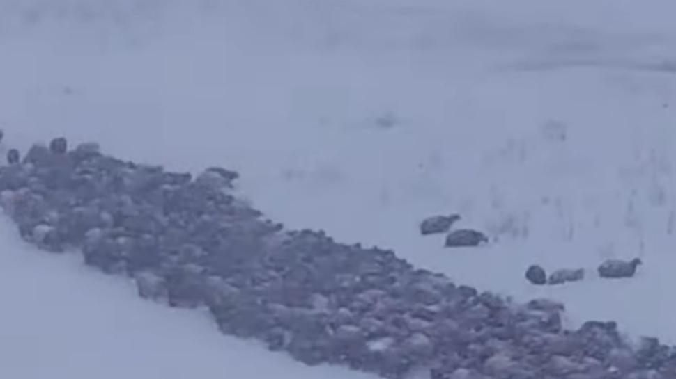 Artvin'de çığ düştü! 24 TV görüntülere ulaştı