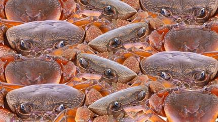 Zeka testi: Yenge�lerin i�indeki minik kedi nerede? 650 ki�i denedi, 12'si ba�ar�l� oldu