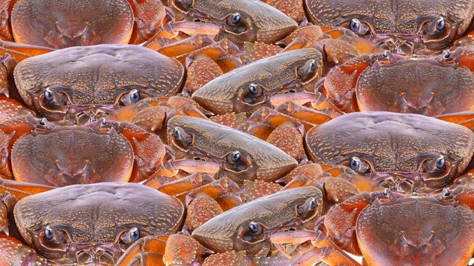 Zeka testi: Yengeçlerin içindeki minik kedi nerede? 650 kişi denedi, 12'si başarılı oldu