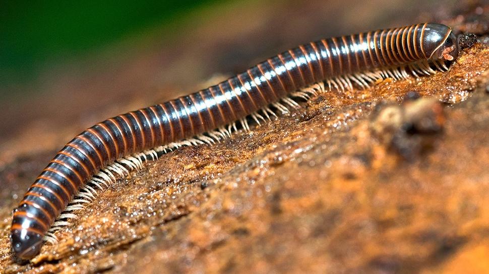 Evde kırkayak varsa işte sebebi! Meğer o haşere buna geliyormuş
