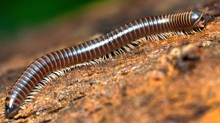 Evde k�rkayak varsa i�te sebebi! Me�er o ha�ere buna geliyormu�