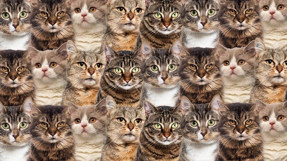 Zeka testi: Çok kedi var! Tek gizli köpek nerede? 540 kişiden 12'si 7 saniyede buldu