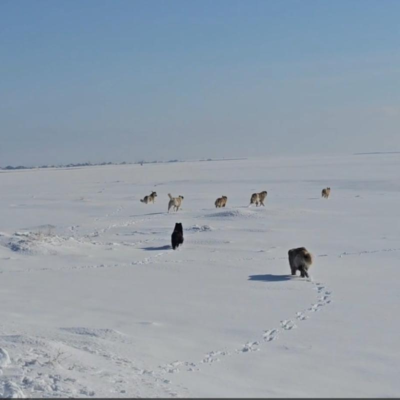 Bitlis'te ba��bo� sokak k�pekleri korku sa��yor