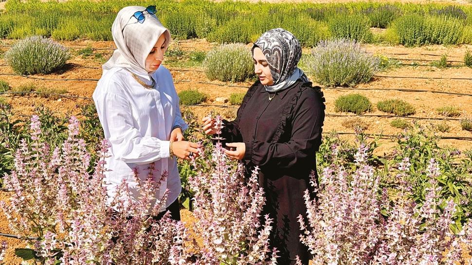 65 t�r aromatik bitki alternatif �r�n olacak