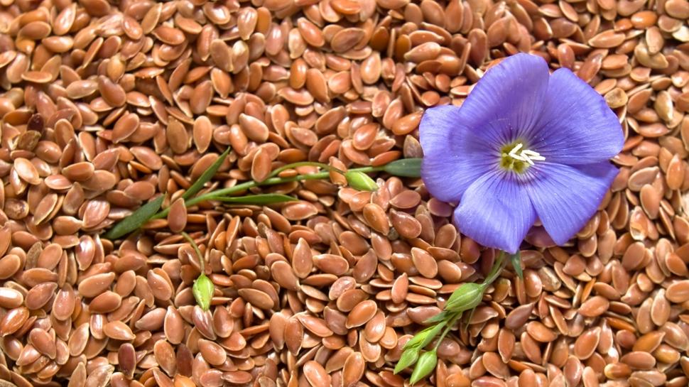 Kan �ekerini tar��ndan h�zl� d���r�yor: Bu tohum diyabetin ilac�