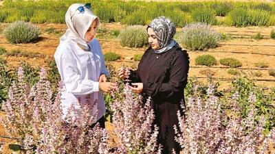 65 t�r aromatik bitki alternatif �r�n olacak