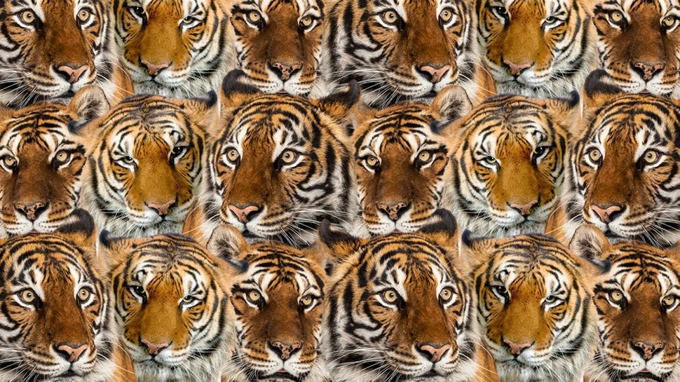 Zeka testi: Kaplanların içindeki gizli kartal nerede? 818 kişi denedi sadece 12'si başarılı oldu