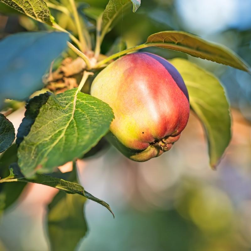 Ba��rsaklar� kalaylayan 3 meyve: Kab�zl��� sonland�r�yor