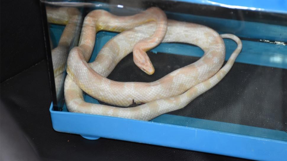 Elinde yılanla sokaklarda dolaştı! İhbar ekipleri harekete geçirdi