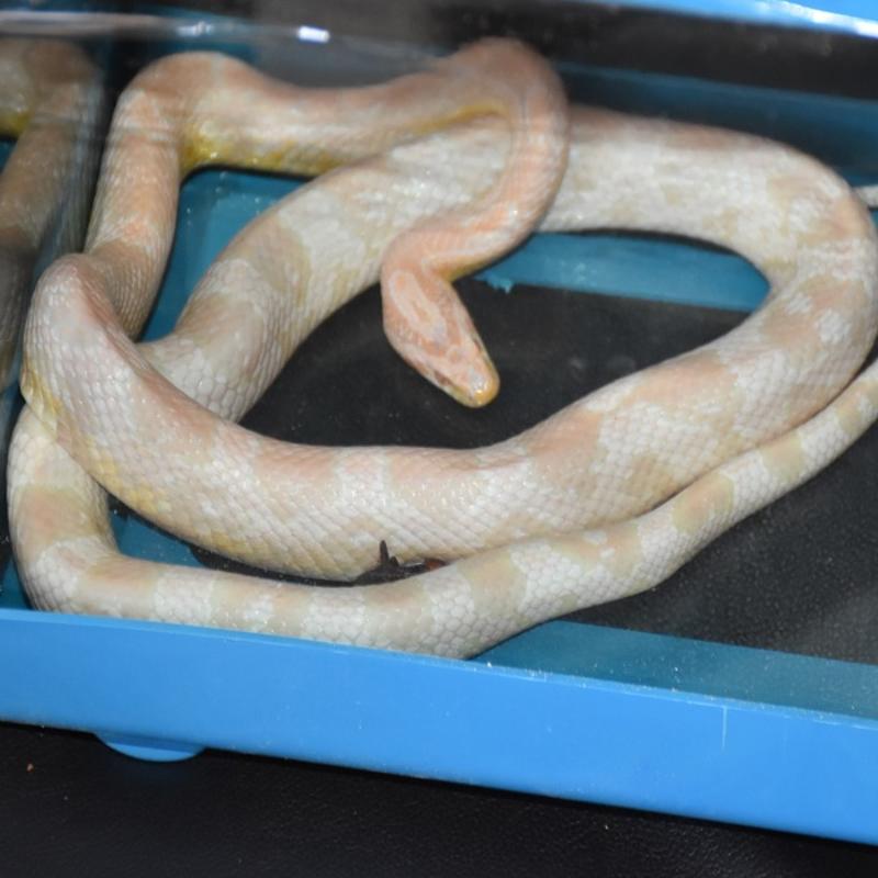 Elinde y�lanla sokaklarda dola�t�! �hbar ekipleri harekete ge�irdi