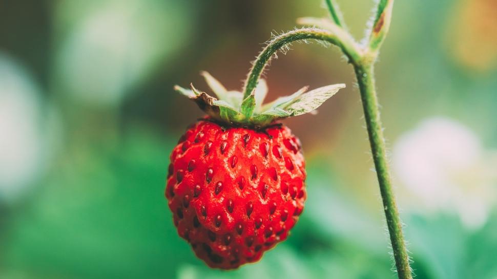 G�nde bir avu� �ilek yerseniz ne olur?