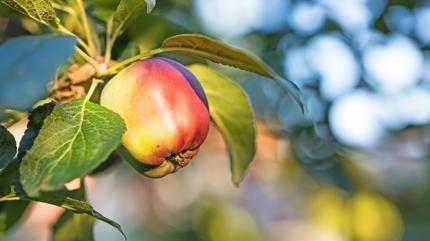 Ba��rsaklar� kalaylayan 3 meyve: Kab�zl��� sonland�r�yor