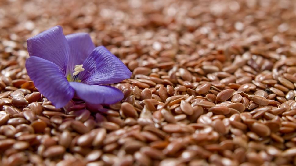 Bitkisel protein bombası: Bu tohum hafızayı besliyor