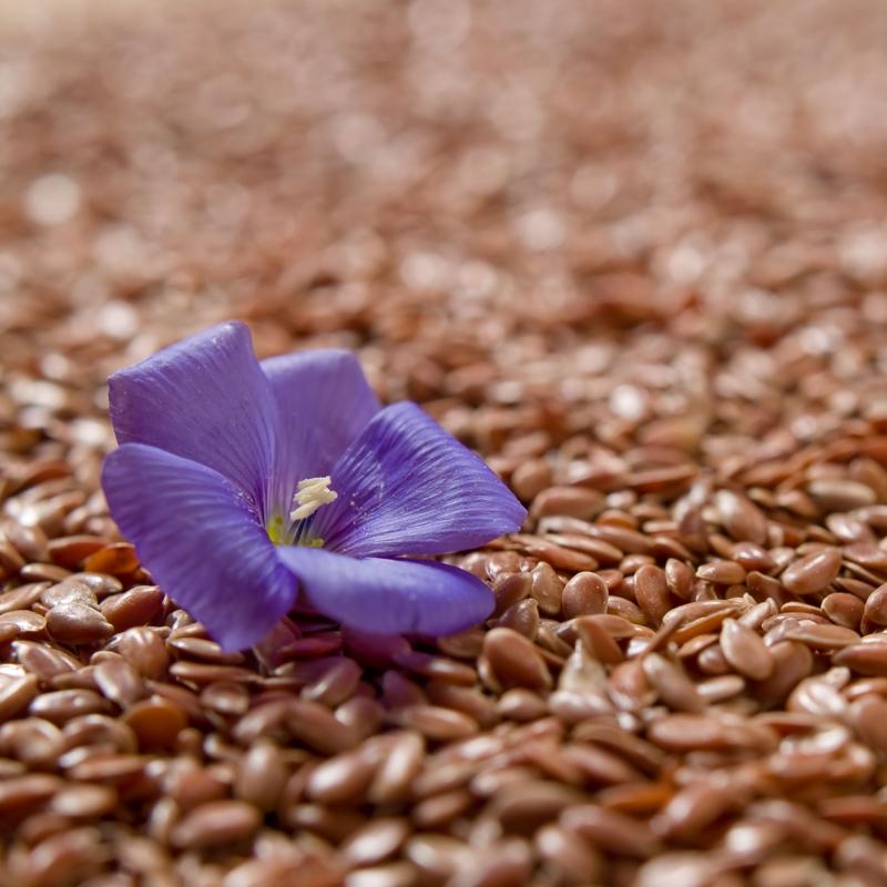 Bitkisel protein bombas�: Bu tohum haf�zay� besliyor