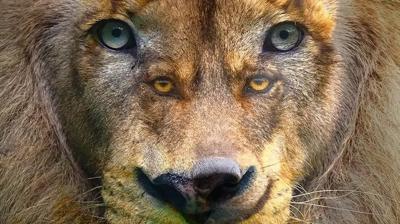 Kişilik testi: Kurt mu gördün aslan mı? Seç ve nasıl bir lider olsun öğren...