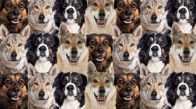 Zeka testi: Saklı yavru kedi nerede? Sadece en zekiler 10 saniyede buluyor